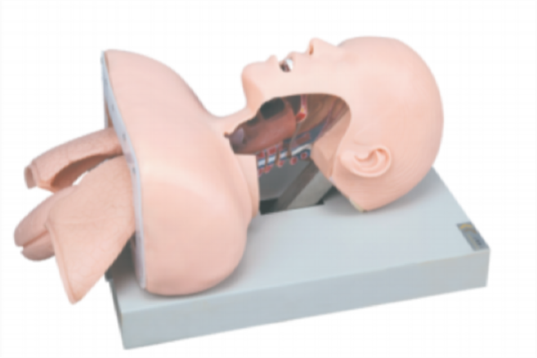 Trachea Intubation Training Model